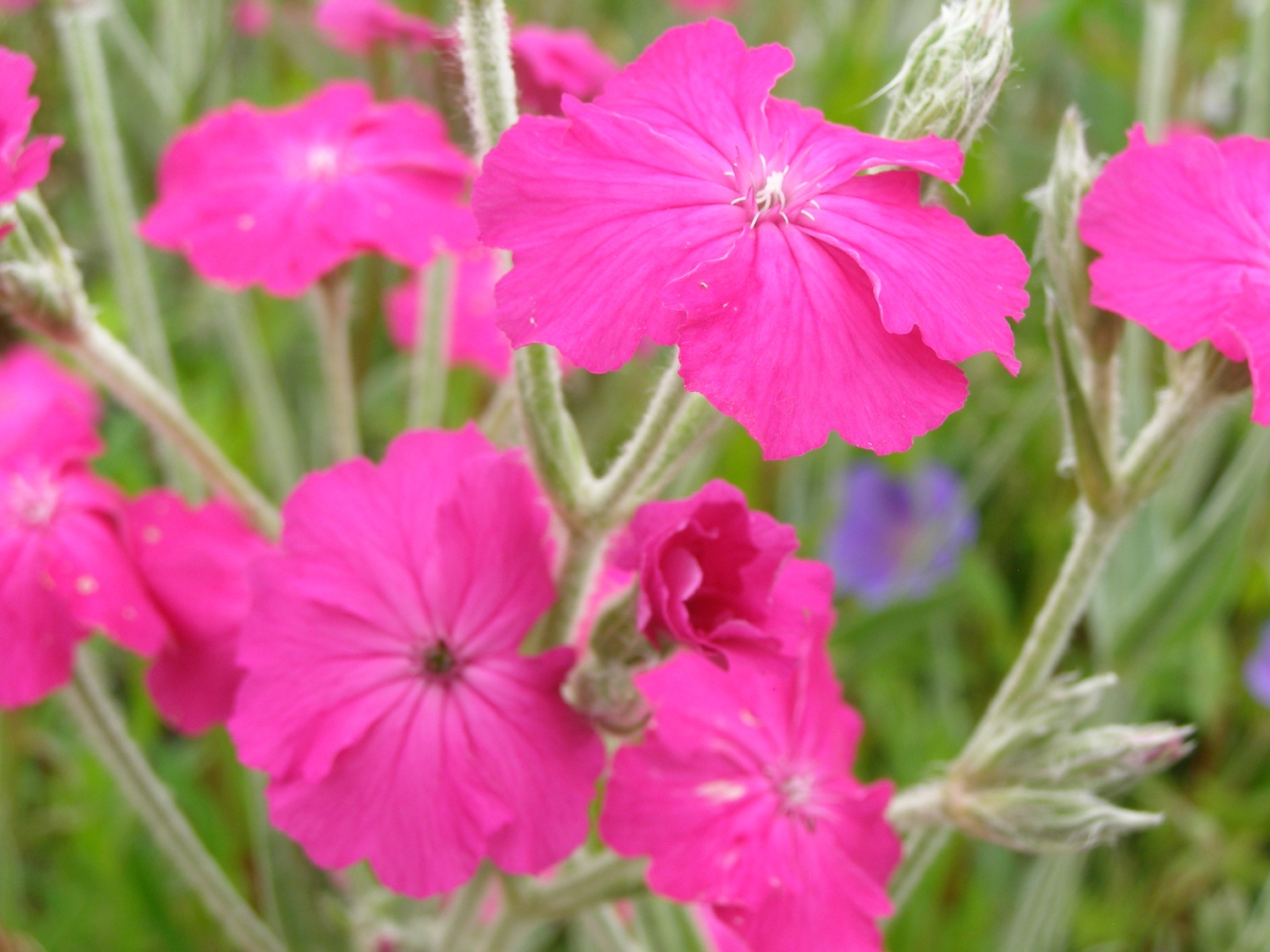Lychnis x walkeri 'Hill Grounds' - monksilvernursery.co.uk